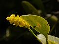 Rosemary Bulb-Leaf Orchid